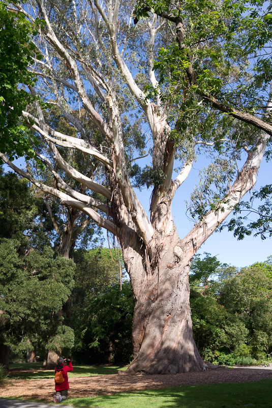 Eucalyptus delegatensis