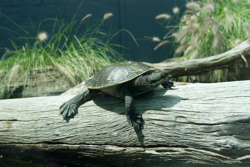 Short-Necked Turtle